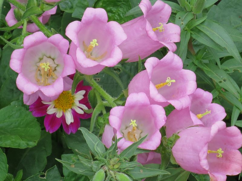 きのこのホイル焼き