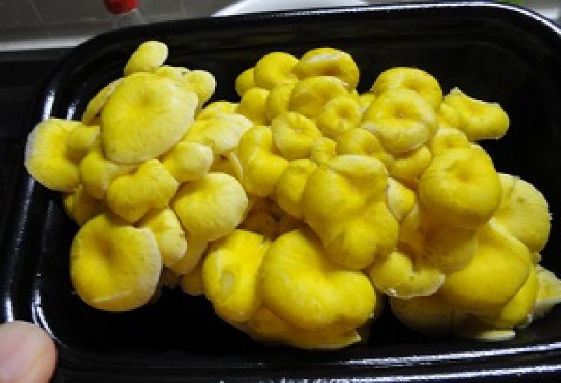 目にも鮮やかタモギタケ