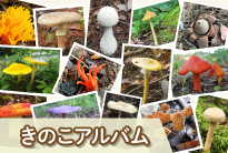 きのこアルバム
