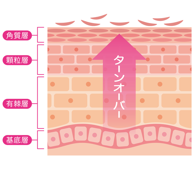 ターンオーバーイメージ