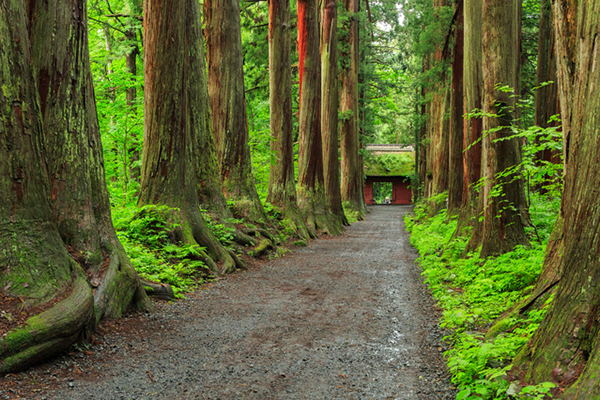 戸隠神社奥社参道