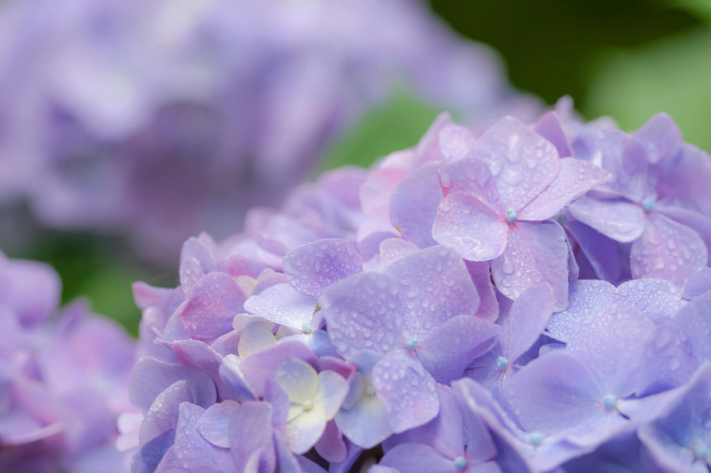 【水無月 -June-】6月の特集まとめ