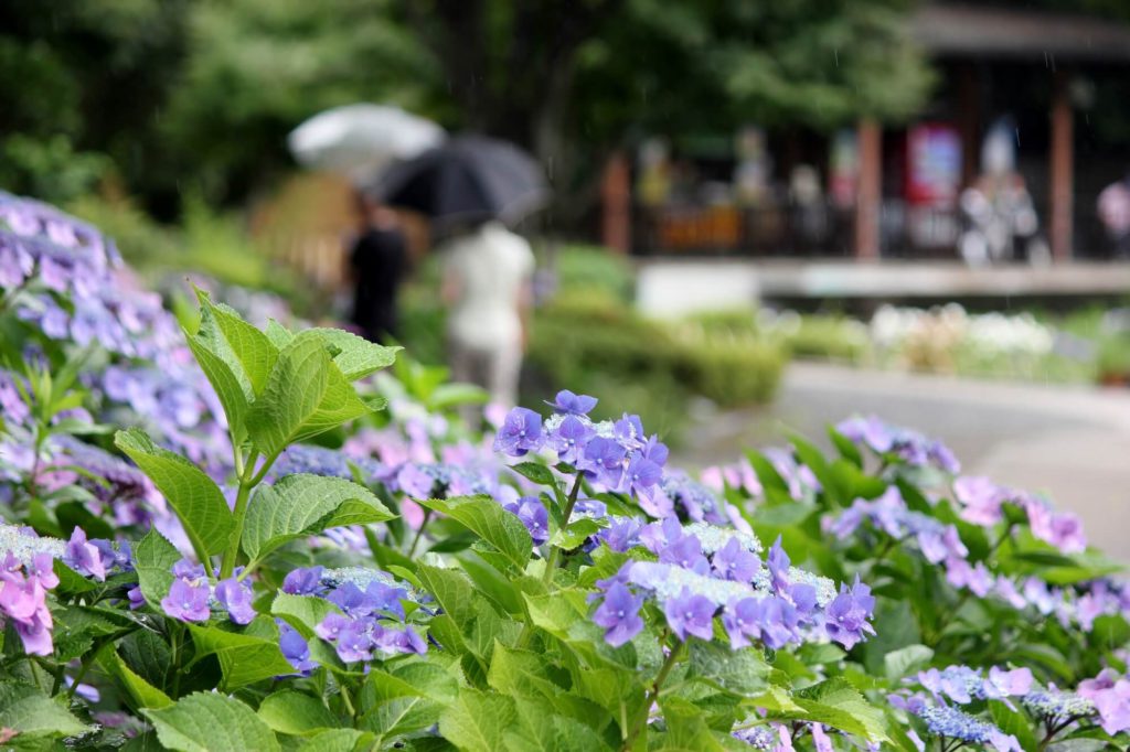 【水無月 -June-】6月の特集まとめ