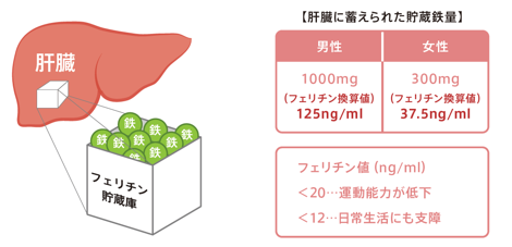 貧血 数値