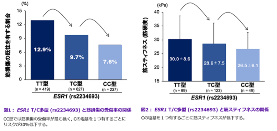 ESR1 T/C多型