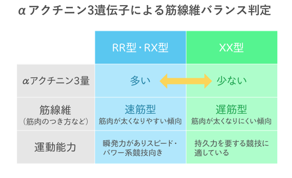 αアクチニン3遺伝子による筋繊維バランス判定