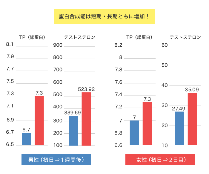 蛋白合成能の増加