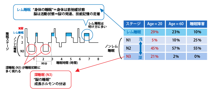 正常な睡眠における睡眠ステージと機能