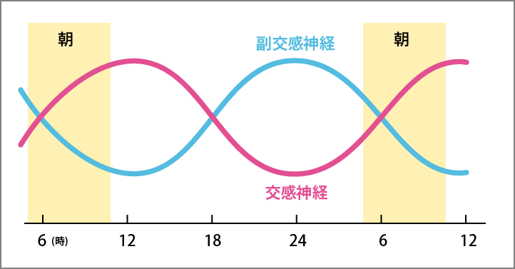 自律神経バランスの１日の動き