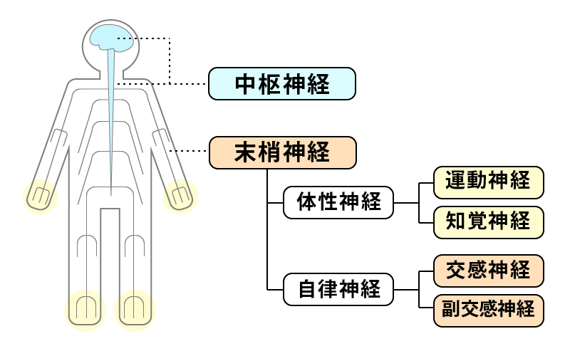 そもそも自律神経とは