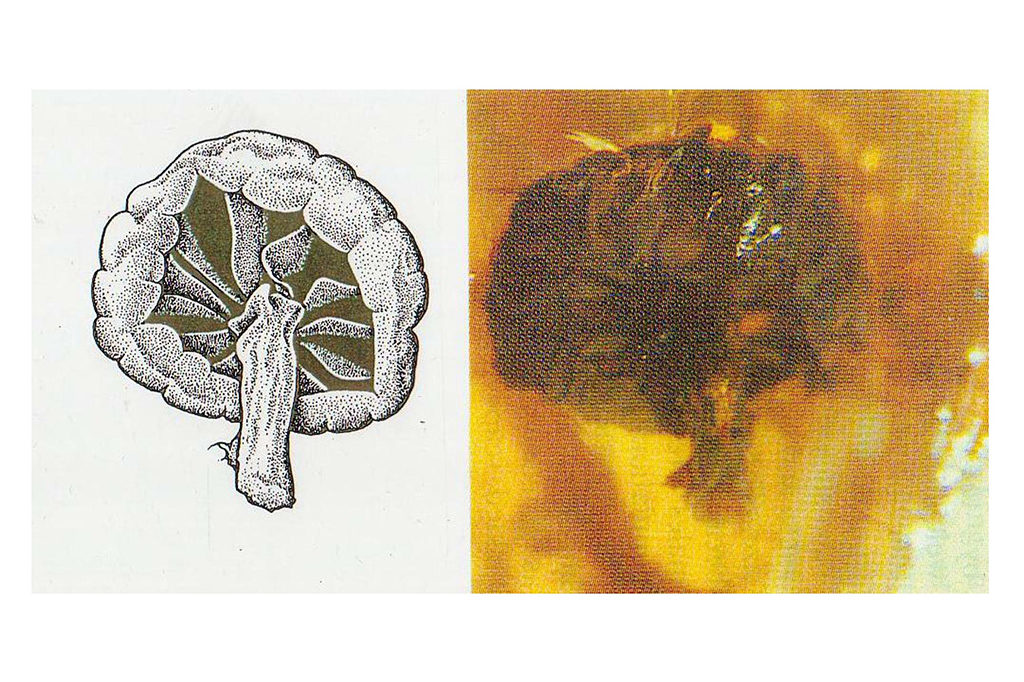 きのこ化石の発見や大陸移動説の手がかりにも？きのこの歴史と進化の秘密