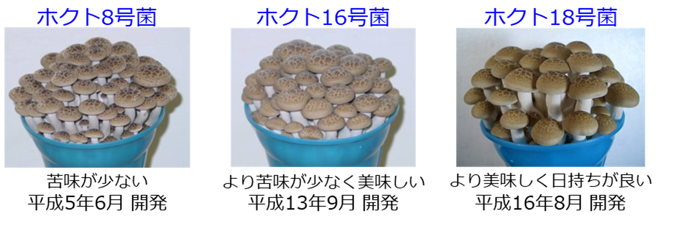 ホクト8号菌16号菌18号菌