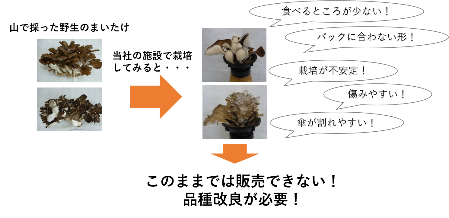 このままでは販売できない！品種改良が必要！