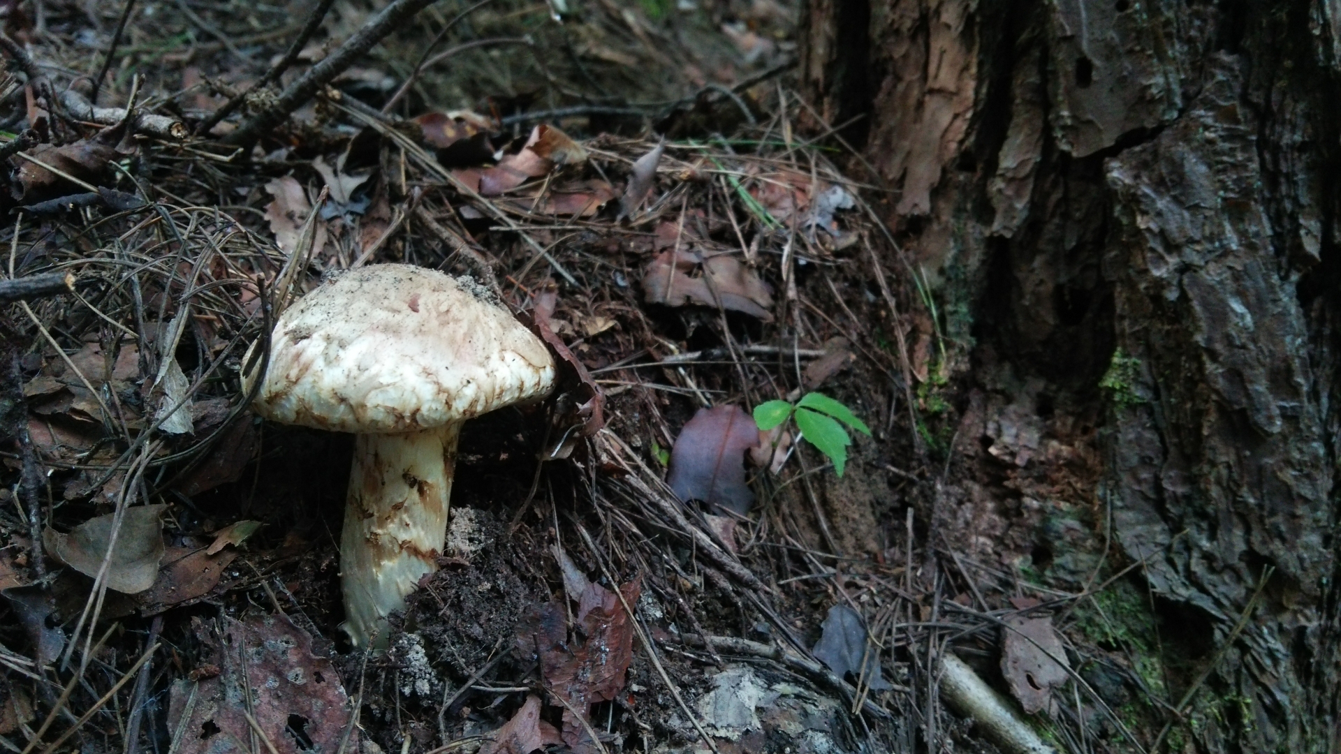 野生のマツタケ。地中に菌根を形成し木と共生している