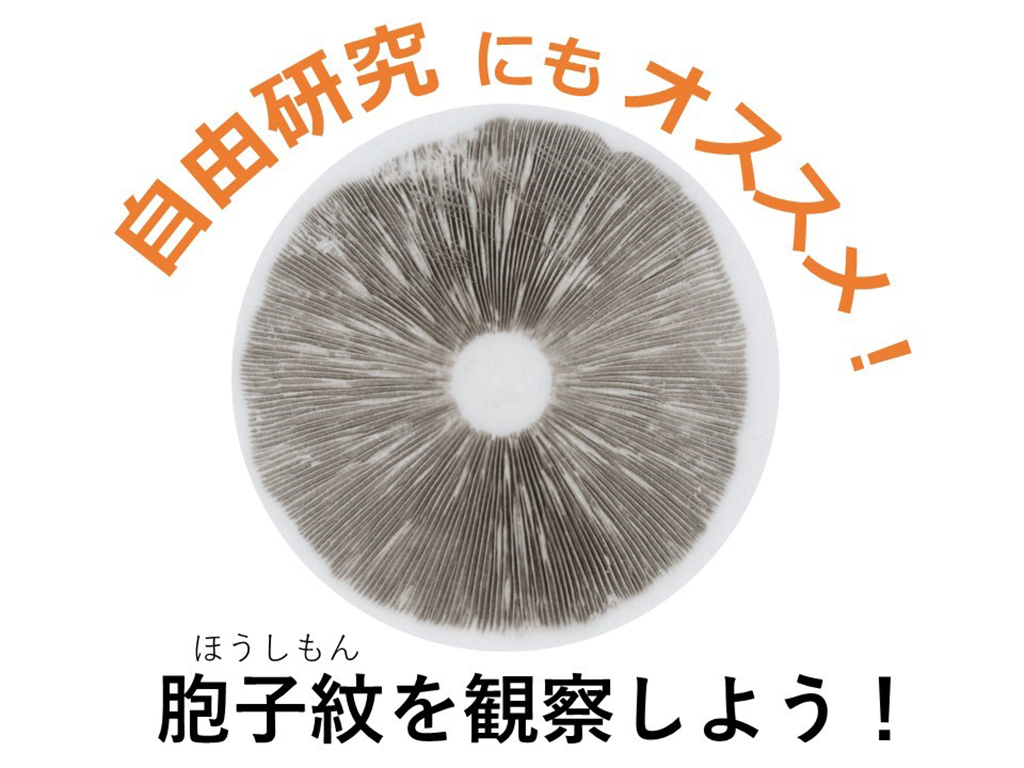 自由研究にもオススメ！きのこの胞子紋（ほうしもん）を観察しよう！