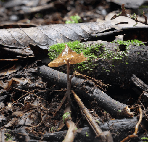 Psilocybe stametsii