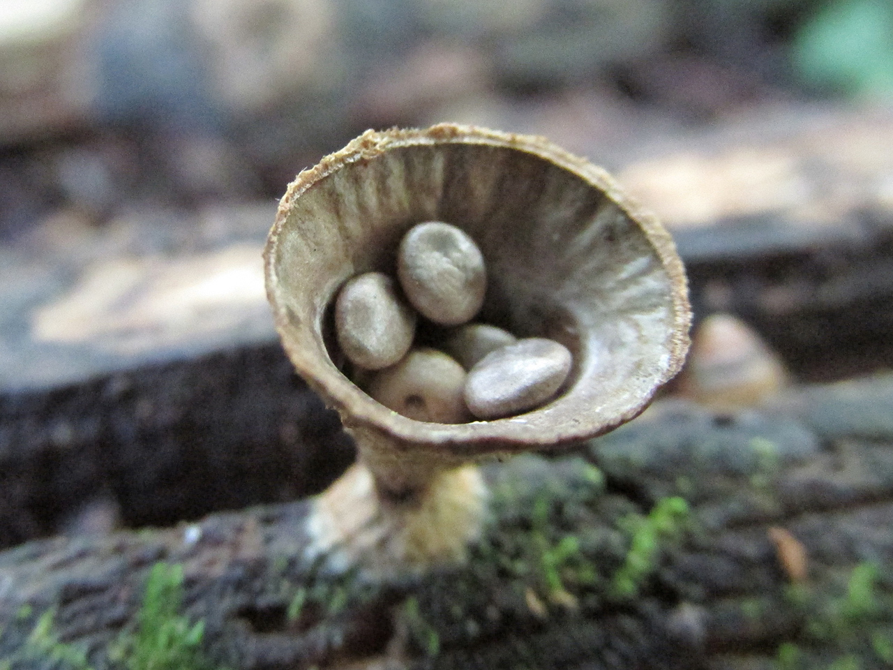 Birds Nest Fungi