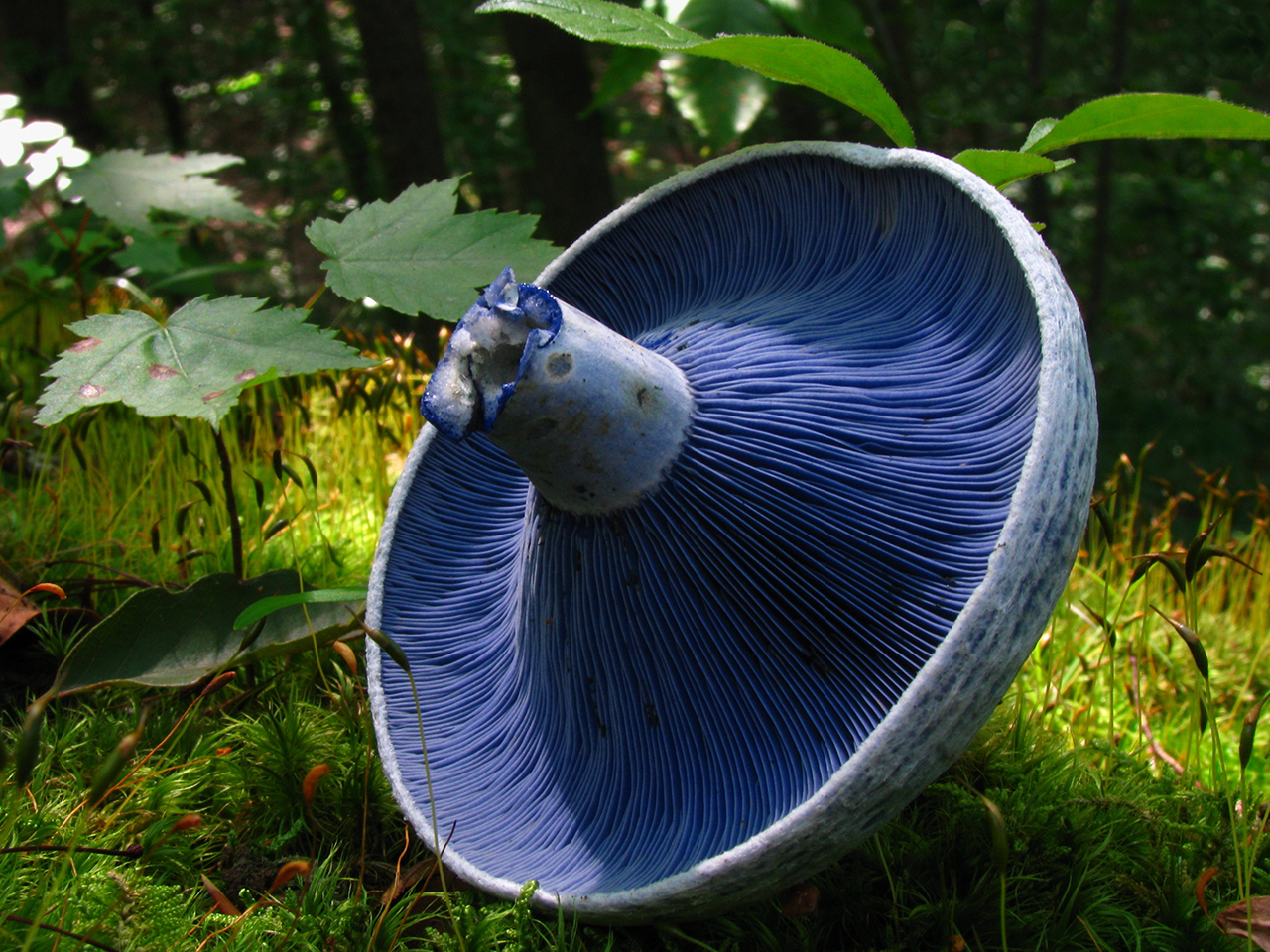 ラクタリウス・インディゴ（Indigo Milk Cap）