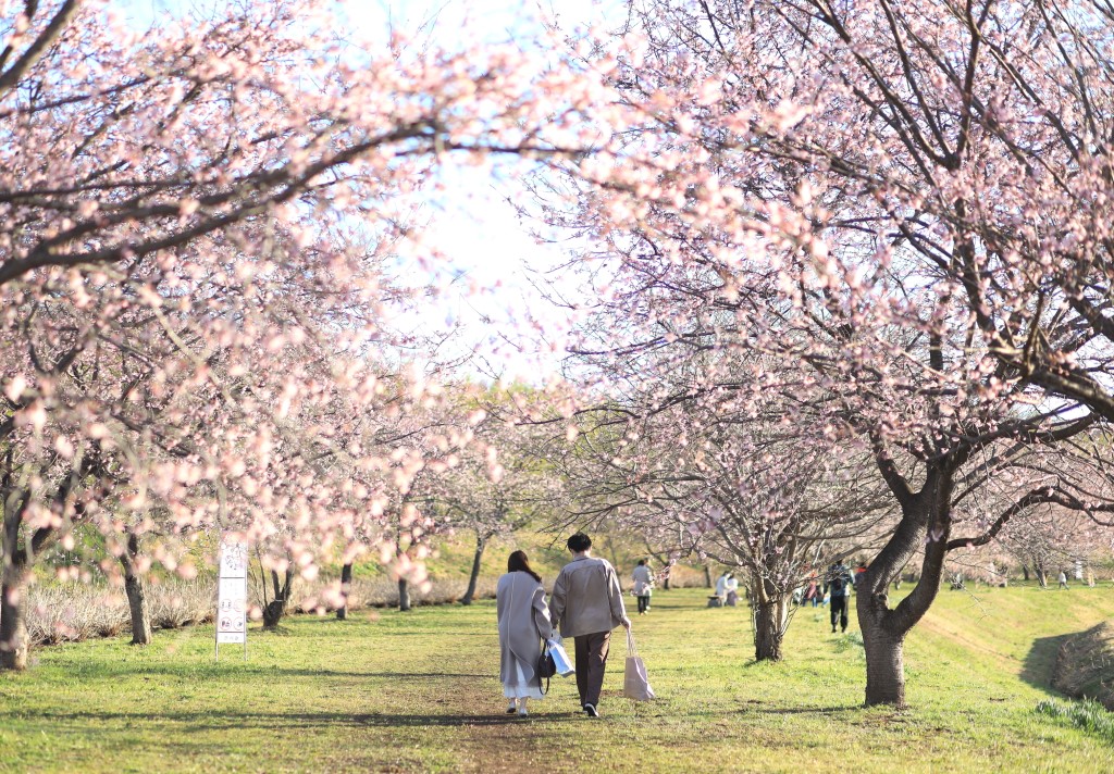 春の美しさをひとり占め！知る人ぞ知る全国のお花見・新緑スポット5選