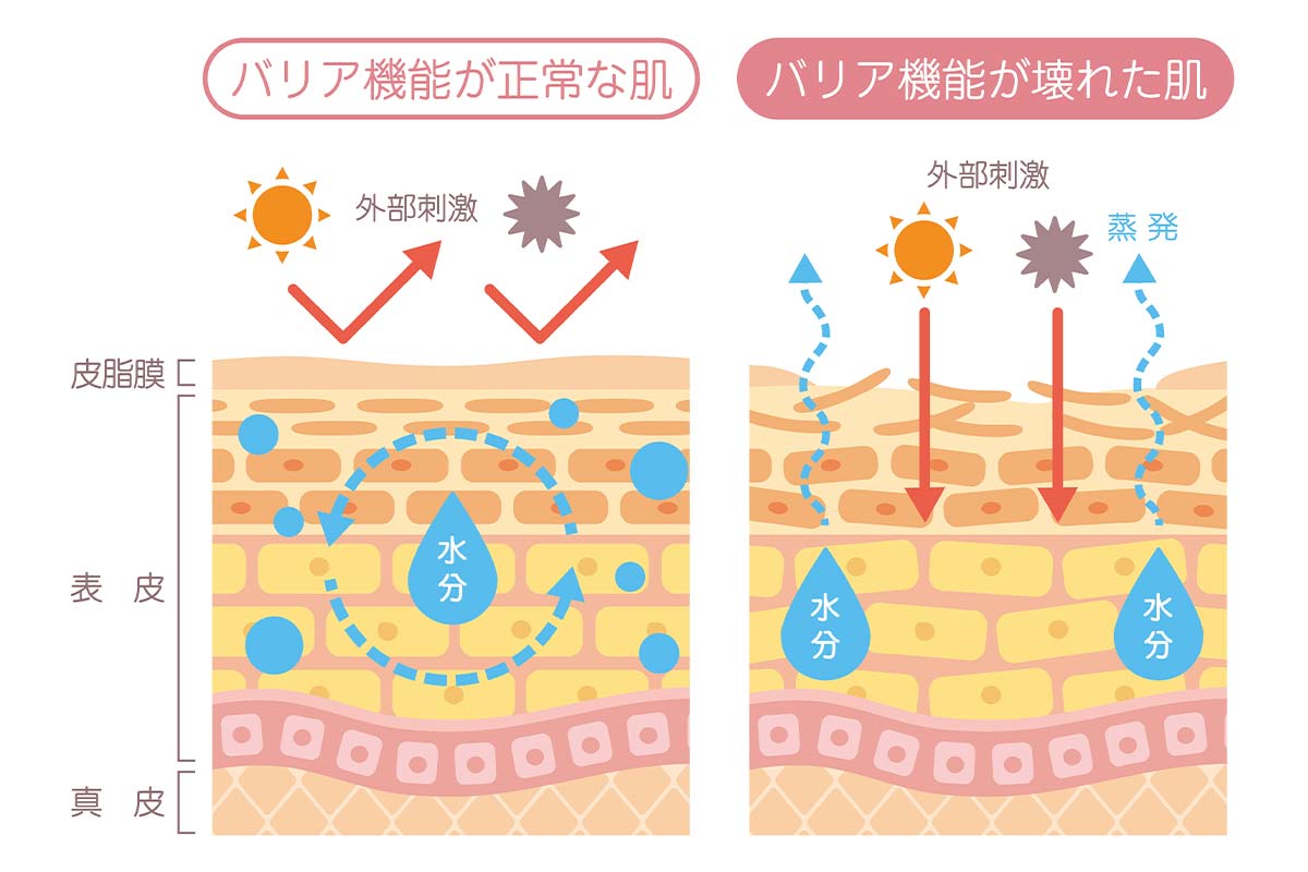 健康な肌に欠かせない「バリア機能」と「ターンオーバー」とは