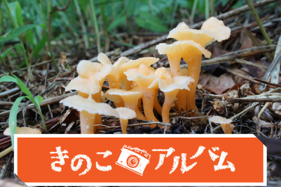 【きのこアルバム】トキイロラッパタケ