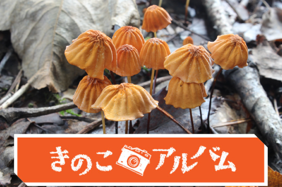 【きのこアルバム】ハリガネオチバタケ