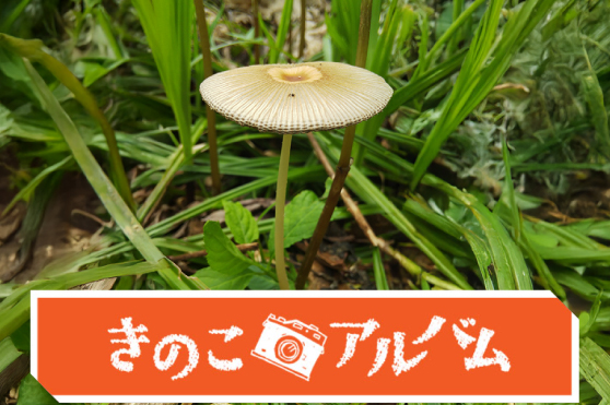 【きのこアルバム】ヒメヒガサヒトヨタケ