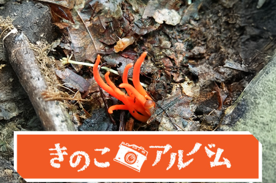 【きのこアルバム】ベニナギナタタケ