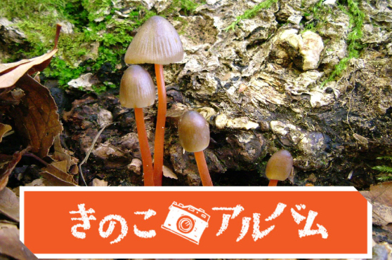 【きのこアルバム】アカチシオタケ