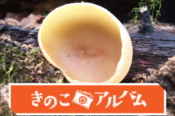 【きのこアルバム】オオチャワンタケ