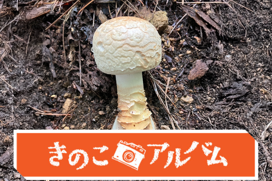 【きのこアルバム】カブラテングタケ