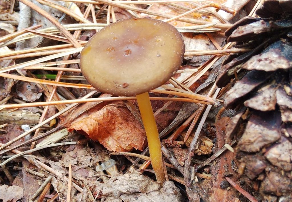 【きのこアルバム】マツカサキノコモドキ