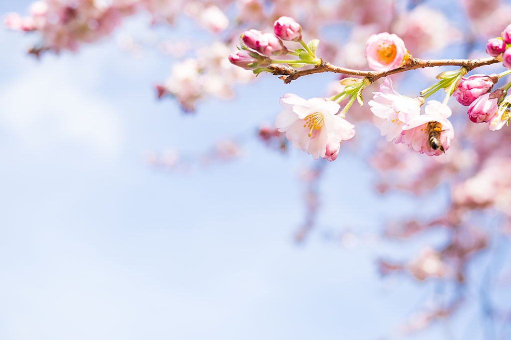 【期待】新しい季節への期待感に胸が高鳴る春。初春を彩る年代別ソング