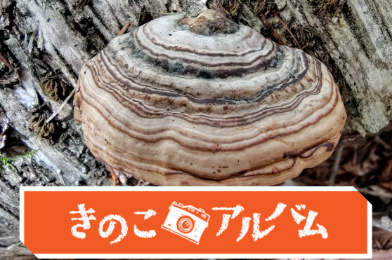 【きのこアルバム】ツリガネタケ