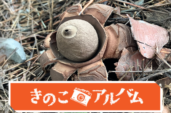 【きのこアルバム】エリマキツチグリ