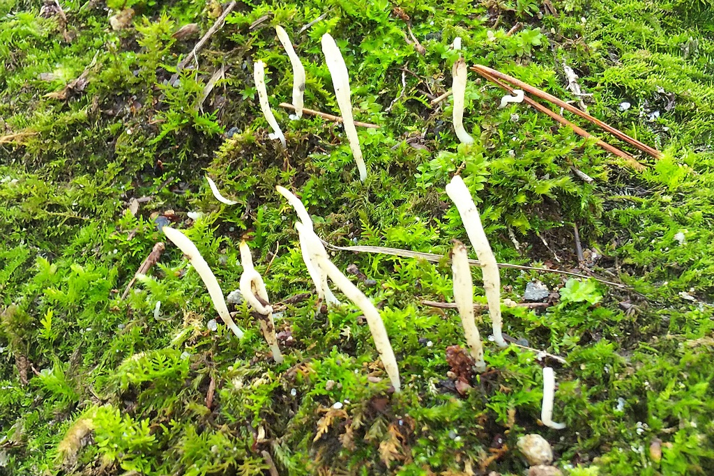 【きのこアルバム】シロヤリタケ