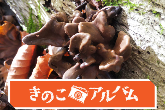 【きのこアルバム】クチキトサカタケ
