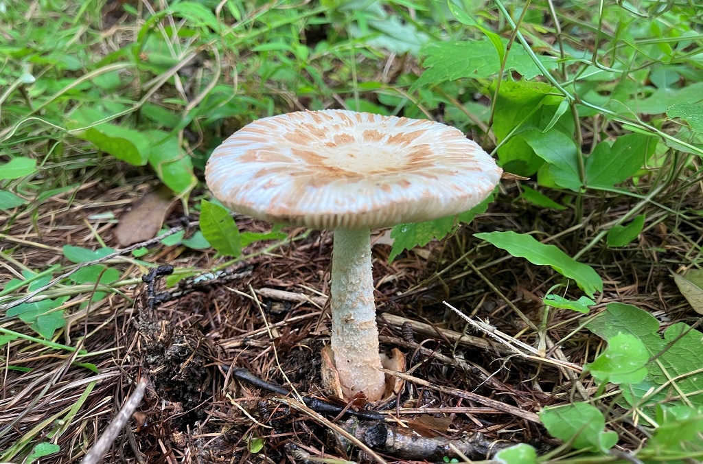 【きのこアルバム】シロウロコツルタケ