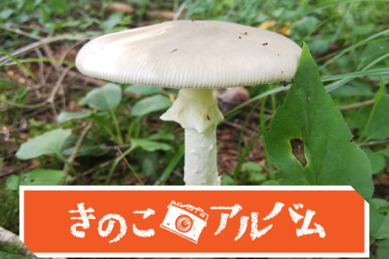 【きのこアルバム】ミヤマタマゴタケ