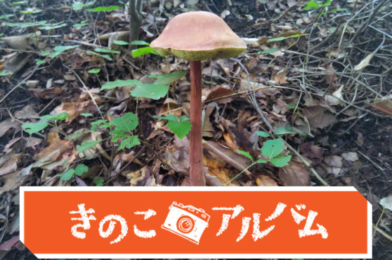 【きのこアルバム】アシナガイグチ