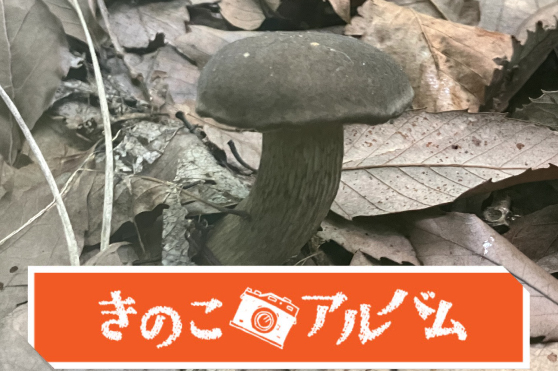 【きのこアルバム】クロアワタケ