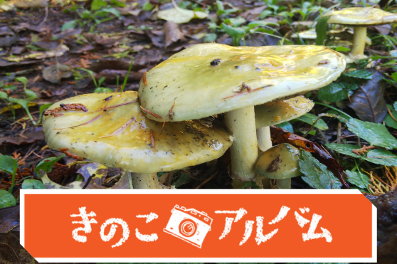 【きのこアルバム】モエギタケ