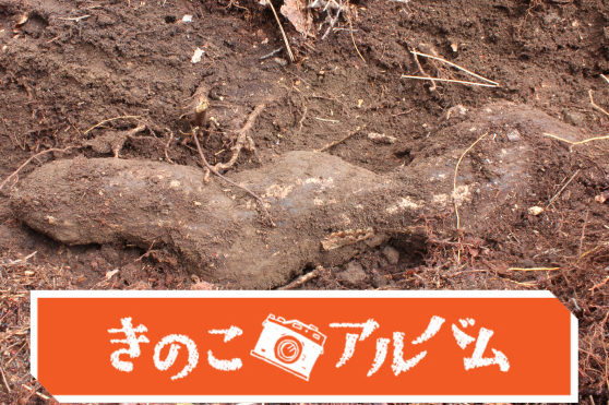 【きのこアルバム】ブクリョウ