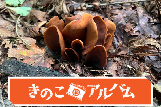 【きのこアルバム】ミミブサタケ