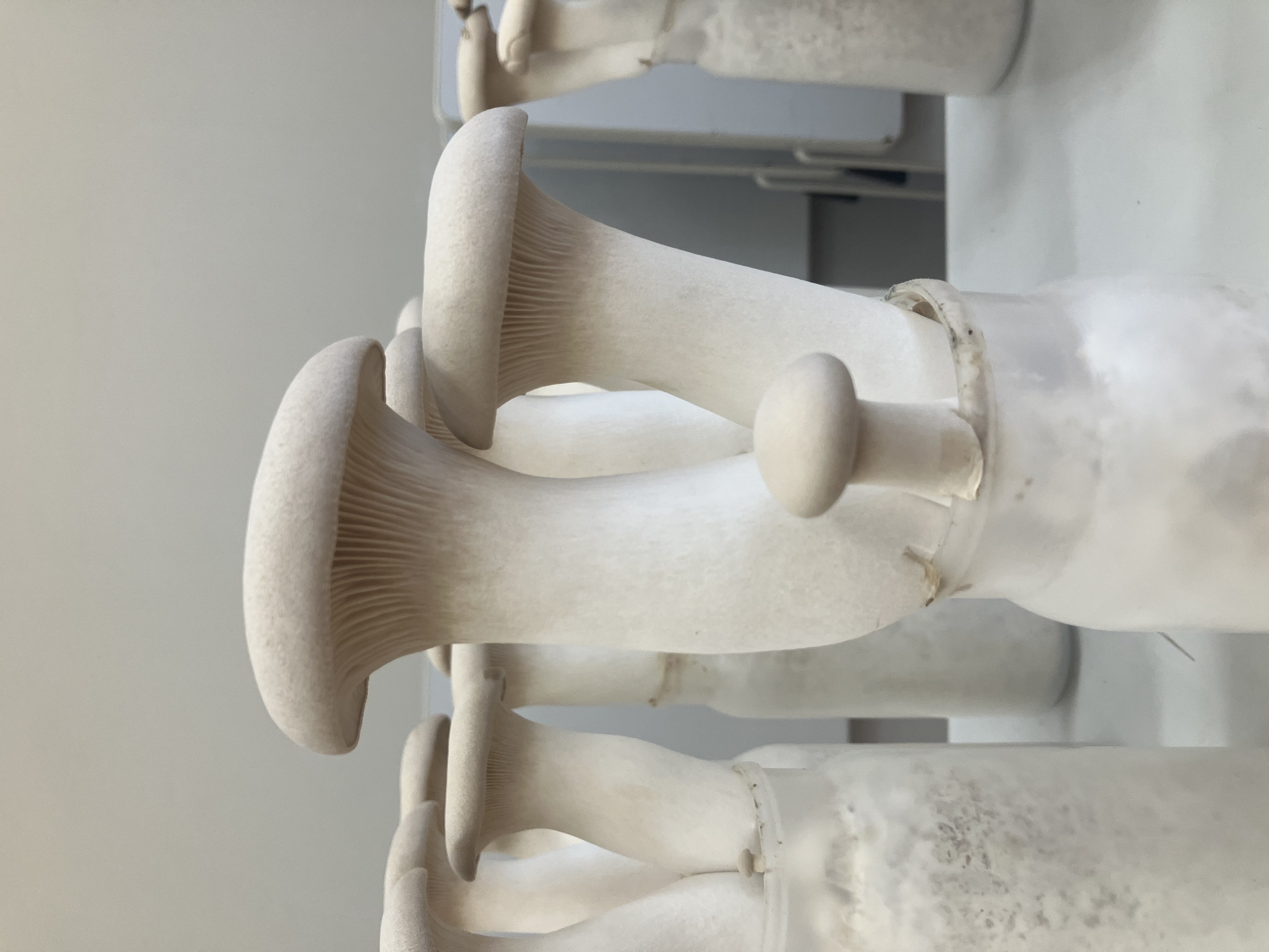 もぎ取り販売実施！