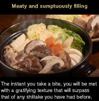 Meaty and sumptuously filling. The instant you take a bite, you will be met with a gratifying texture that will surpass that of any shiitake you have had before.