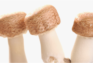 Fresh Agaricus Mushrooms
