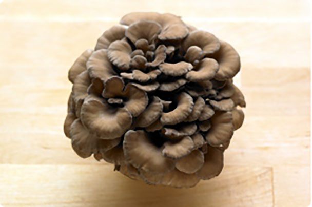 Maitake (Hen of the Woods)