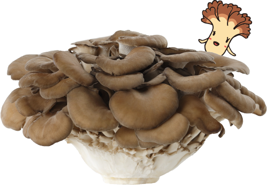 Maitake (Hen of the Woods)