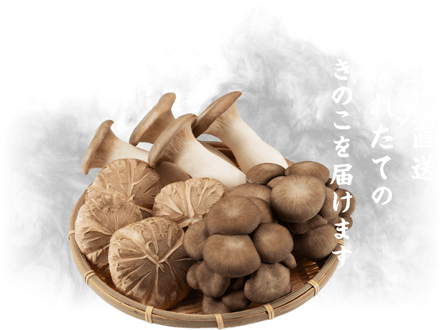 工場直送採れたてのきのこを届けます